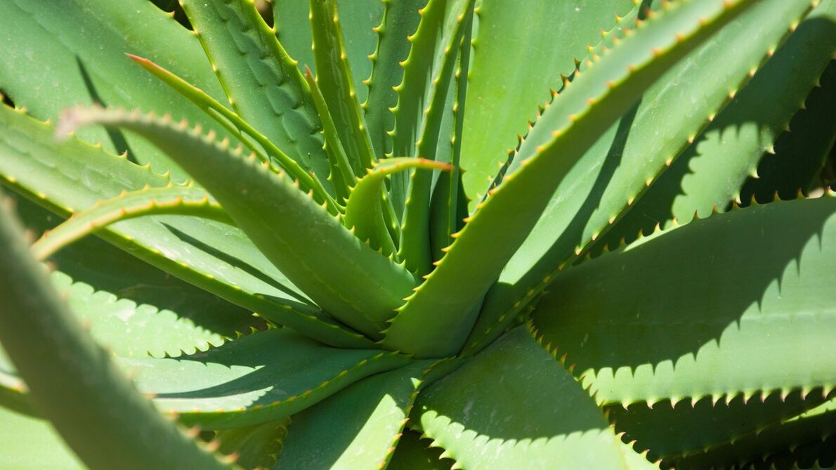 aloe v Hondrofrostu